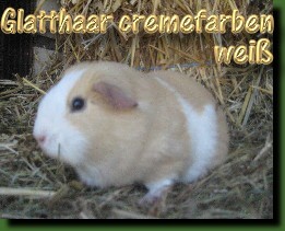 0.1 Glatthaar cremefarben wei�